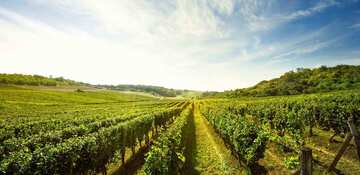 DOM PRIMEUR FILS Votre primeur depuis plus de 30 ans
Contactez-nous